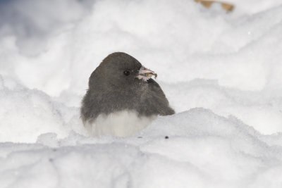 Junco ardois Dark-eyed Junco