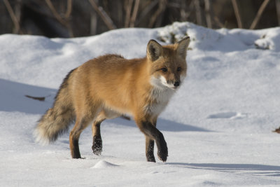 Renard roux Red Fox