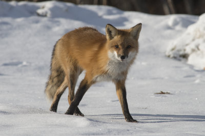 Renard roux Red Fox