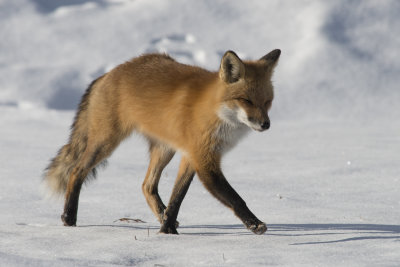 Renard roux Red Fox