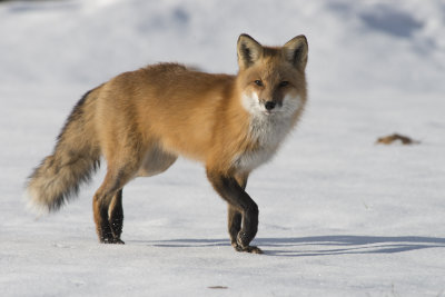 Renard roux Red Fox