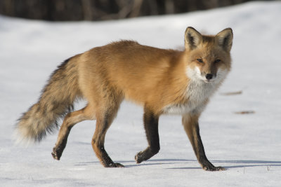 Renard roux Red Fox