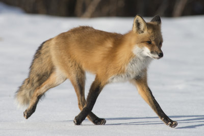 Renard roux Red Fox