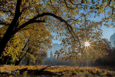 Arching tree branch