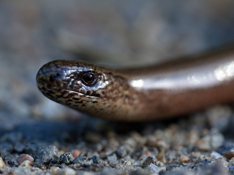 Kopparödla, (Anguis fragilis)