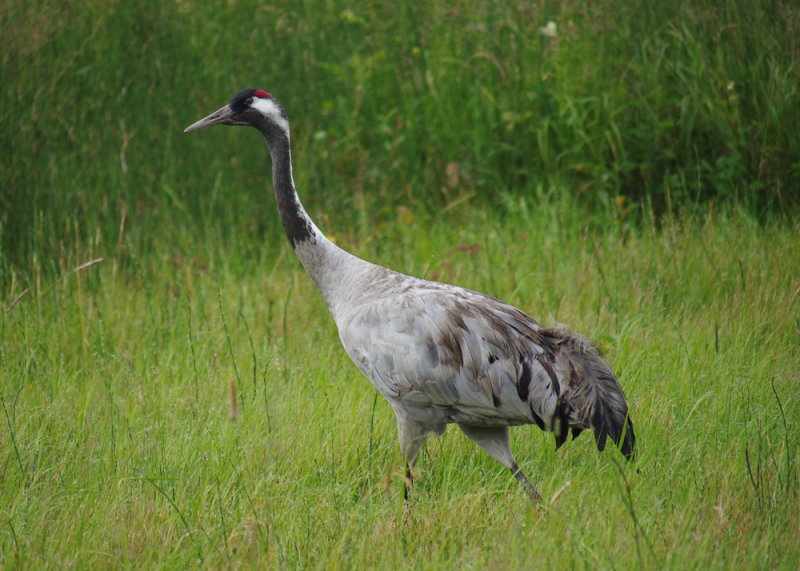 Trana, Grus grus, Common Crane