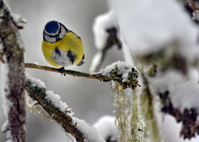 Blmes, Parus caeruleus, Eurasian Blue Tit