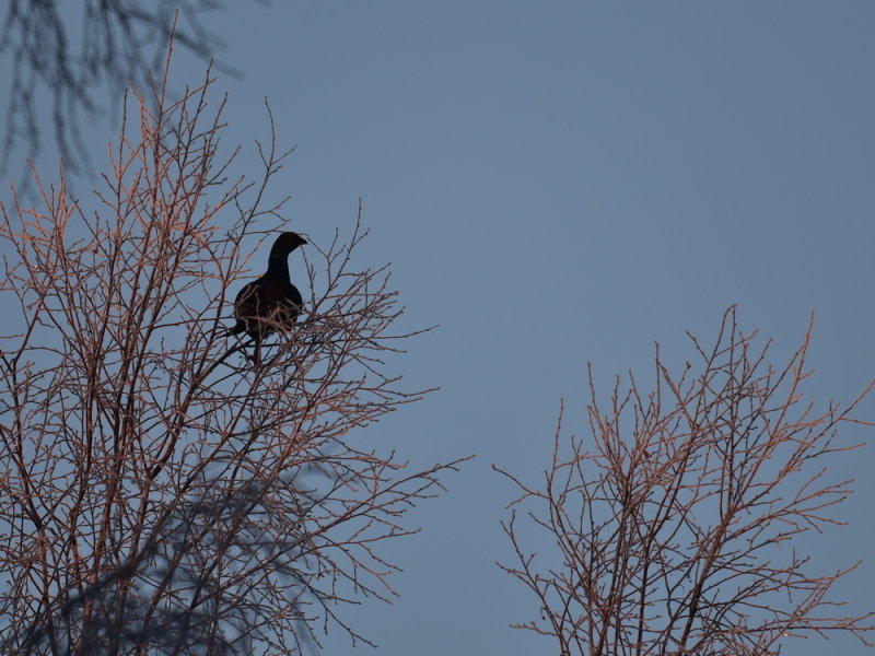 Orre, Tetrao tetrix, Black Grouse