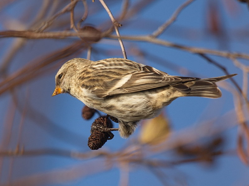 Grsiska, Carduelis flammea, Common Redpoll