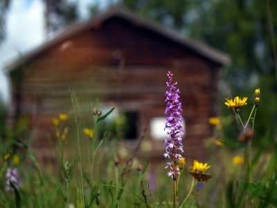 Brudsporre, Gymnadenia conopsea (L.) 