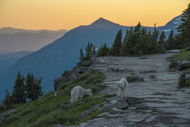 170714-3_LoganPass_MtnGoats_6531m.jpg