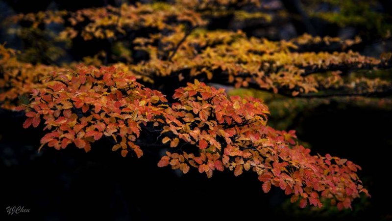 170419-4_foliage_red_yellow_3250s.jpg