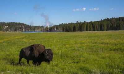 170712-3_HadenValey_bison_young_5880s.jpg
