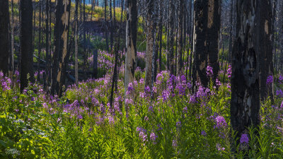 170715-6_fireweed_forest_6825m.jpg