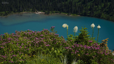 170717-2_wildflowers_lake_7325m.jpg