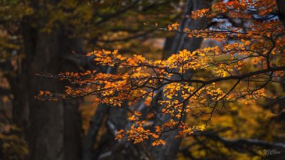 170419-4_foliage_redbacklight_3270s.jpg