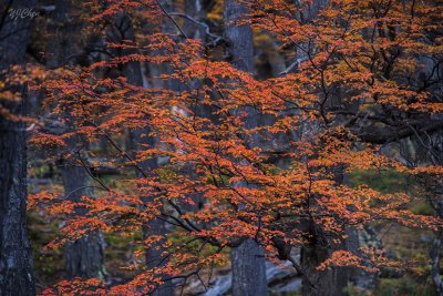 170419-4_foliage_red_woods_3153s.jpg