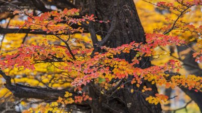 170419-4_foliage_red_trunk_3187s.jpg