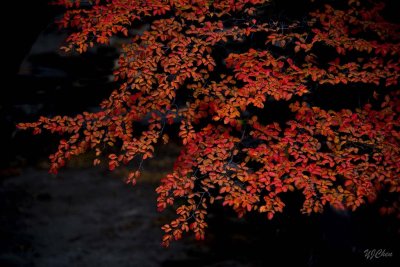 170419-4_foliage_red_leaves_3245s.jpg