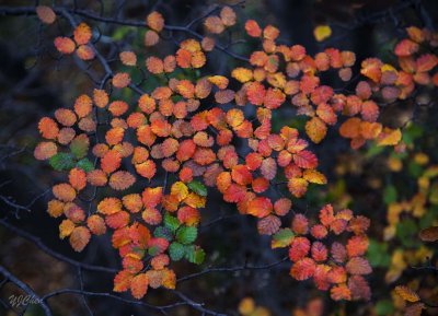 170419-4_foliage_red_leaves_3152s.jpg