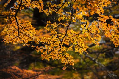 170419-4_foliage_orrange_backlight_3281s.jpg