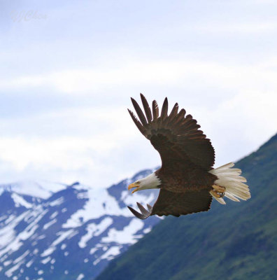 160704_AWCC_BaldEagle_BIF_mountain_0432m.jpg