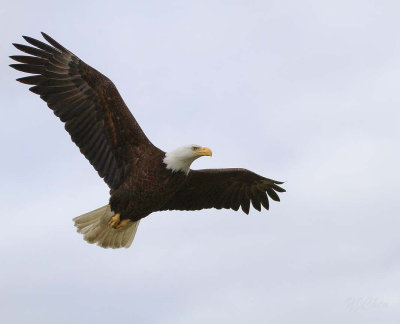 160704_AWCC_BaldEagle_flight_0089m.jpg