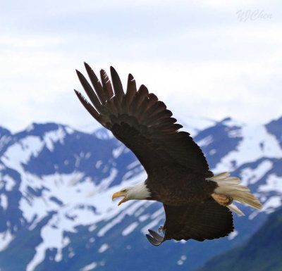 160704_AWCC_BaldEagle_BIF_mountain_0433m.jpg