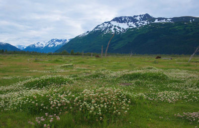 160704_AWCC_WoodBison_flowers_F1141m.jpg