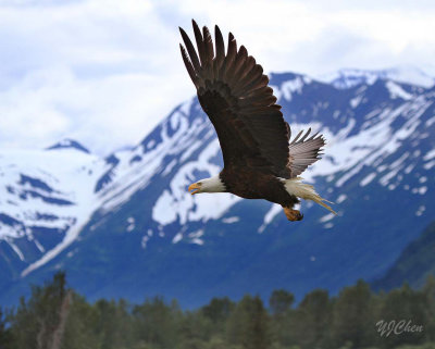 160704_AWCC_BaldEagle_BIF_mountain_0434m.jpg
