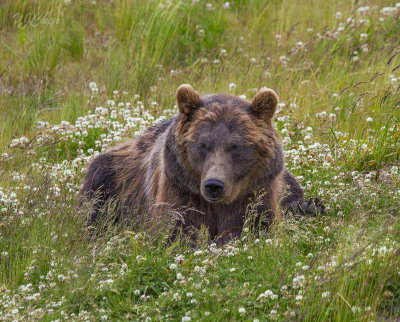 160704_AWCC_GrizzlyBear_0348m.jpg