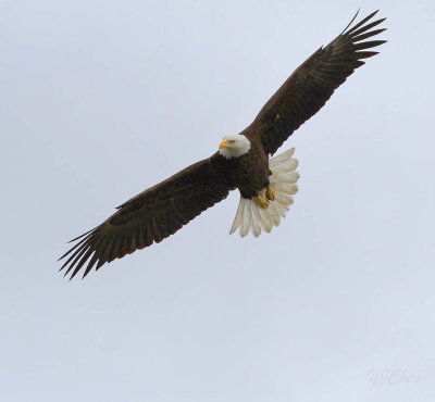 160704_AWCC_BaldEagle_flight_0178m.jpg