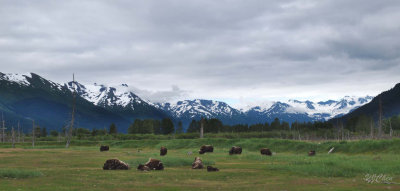 160704_AWCC_MuskOx_F1166m.jpg