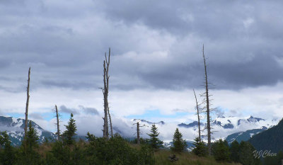 160704_AWCC_deadtrees_F1111m.jpg
