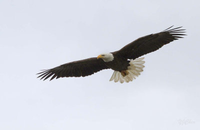 160704_AWCC_BaldEagle_flight_0181m.jpg
