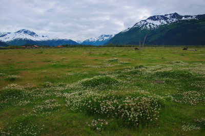 160704_AWCC_WoodBison_flowers_F1145m.jpg