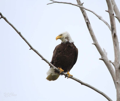 160704_AWCC_BaldEagle_perch_0012m.jpg
