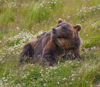 160704_AWCC_GrizzlyBear_0342m.jpg