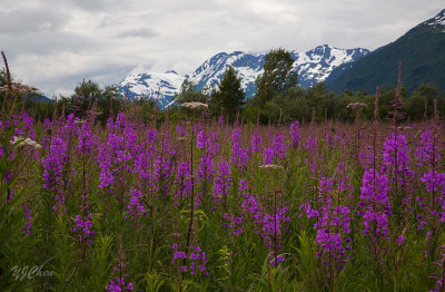 160704_AWCC_fireweed_7358m.jpg