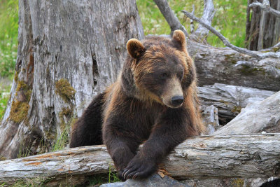 160704_AWCC_GrizzlyBear_0188m.jpg