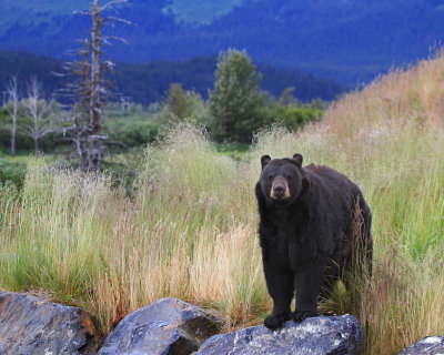 160704_AWCC_BlackBear_0398m.jpg