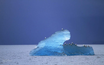 160706_Valdez_iceberg_blue_seagull_1542m.jpg