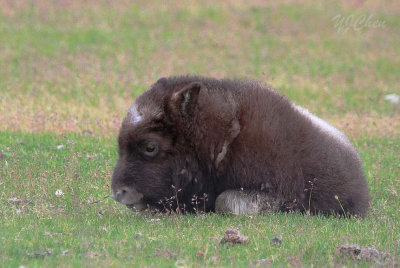 160704_AWCC_MuskOx_0514m.jpg
