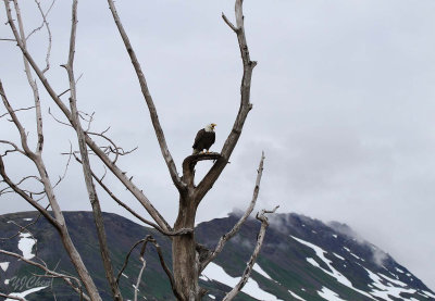 160704_AWCC_BaldEagle_perch_0478m.jpg