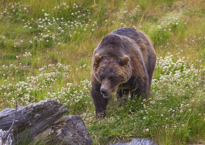 160704_AWCC_GrizzlyBear_0361m.jpg