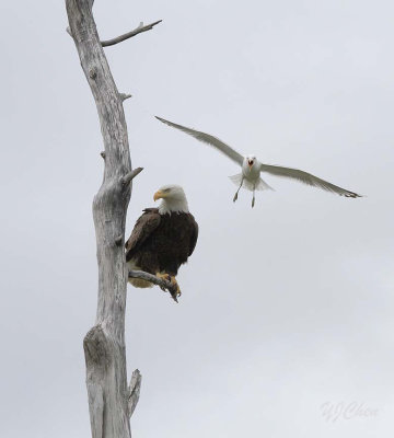 160704_AWCC_BaldEagle_perch-gull_0286m.jpg