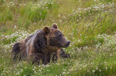 160704_AWCC_GrizzlyBear_0346m.jpg