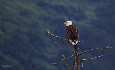 160704_AWCC_BaldEagle_treetop_0537m.jpg