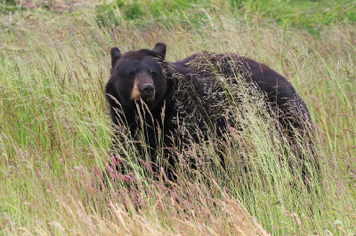 160704_AWCC_BlackBear_0372m.jpg
