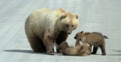 160708_Grizzly_mother_baby_1803m.jpg